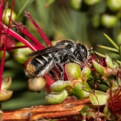 Megachile ferox at Macgregor, ACT - 16 Jan 2022 02:53 PM