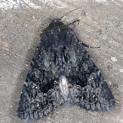 Neumichtis nigerrima (Black Turnip Moth) at O'Connor, ACT - 12 Jan 2022 by ibaird