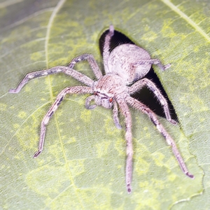 Neosparassus sp. (genus) at O'Connor, ACT - 12 Jan 2022