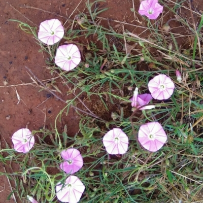 Convolvulus angustissimus subsp. angustissimus (Australian Bindweed) at Narrabundah, ACT - 15 Jan 2022 by CallumBraeRuralProperty