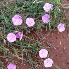 Convolvulus angustissimus subsp. angustissimus at Narrabundah, ACT - 15 Jan 2022 12:13 PM