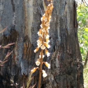 Gastrodia procera at Cotter River, ACT - suppressed