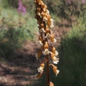 Gastrodia procera at Cotter River, ACT - suppressed