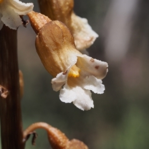 Gastrodia procera at Cotter River, ACT - suppressed