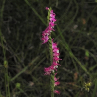 Spiranthes australis (Austral Ladies Tresses) at Paddys River, ACT - 16 Jan 2022 by JohnBundock