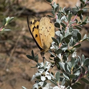 Heteronympha merope at Rendezvous Creek, ACT - 15 Jan 2022 01:46 PM