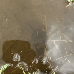 Unidentified Frog at Rendezvous Creek, ACT - 15 Jan 2022 by JimL