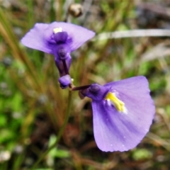 Utricularia dichotoma (Fairy Aprons, Purple Bladderwort) at Paddys River, ACT - 16 Jan 2022 by JohnBundock