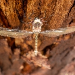 Austroaeschna atrata (Mountain Darner) at Cotter River, ACT - 15 Jan 2022 by Jek