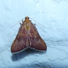 Endotricha pyrosalis (A Pyralid moth) at McKellar, ACT - 16 Jan 2022 by Amata