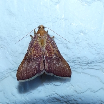 Endotricha pyrosalis (A Pyralid moth) at McKellar, ACT - 16 Jan 2022 by Amata