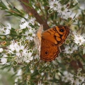 Geitoneura acantha at Paddys River, ACT - 16 Jan 2022