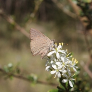 Paralucia pyrodiscus at Kambah, ACT - suppressed