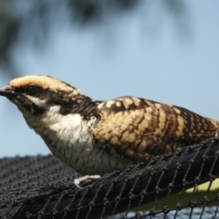 Eudynamys orientalis (Pacific Koel) at Murrumbateman, NSW - 16 Jan 2022 by SimoneC