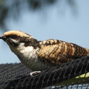 Eudynamys orientalis at Murrumbateman, NSW - 16 Jan 2022 11:10 AM