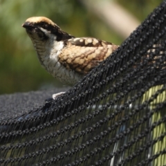 Eudynamys orientalis at Murrumbateman, NSW - 16 Jan 2022