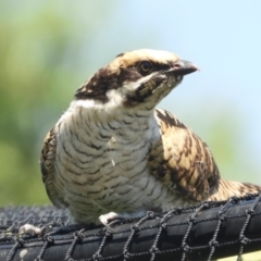 Eudynamys orientalis at Murrumbateman, NSW - 16 Jan 2022