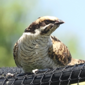 Eudynamys orientalis at Murrumbateman, NSW - 16 Jan 2022 11:10 AM