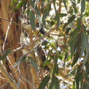 Eudynamys orientalis at Murrumbateman, NSW - 16 Jan 2022 11:10 AM