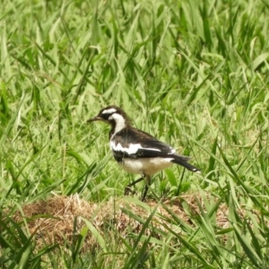 Grallina cyanoleuca at Murrumbateman, NSW - 16 Jan 2022 11:21 AM