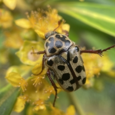 Neorrhina punctata (Spotted flower chafer) at Yarralumla, ACT - 14 Jan 2022 by PeterA
