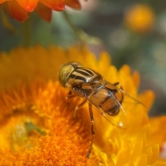 Eristalinus sp. (genus) (A Hover Fly) at Capital Hill, ACT - 16 Jan 2022 by PeterA