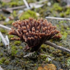 Unidentified Coralloid fungus, markedly branched at Yerriyong, NSW - 16 Jan 2022 by RobG1