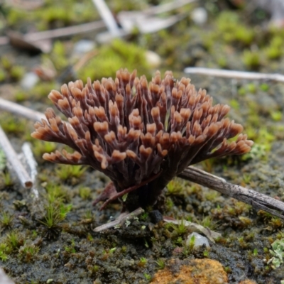 Thelephora species at Yerriyong, NSW - 16 Jan 2022 by RobG1