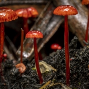 Cruentomycena viscidocruenta at Monga, NSW - 16 Jan 2022