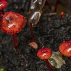 Cruentomycena viscidocruenta at Monga, NSW - 16 Jan 2022