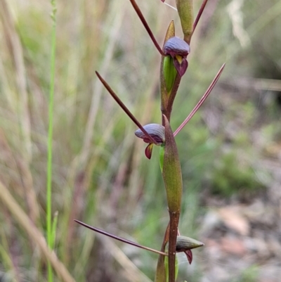 Orthoceras strictum (Horned Orchid) at Blue Mountains National Park - 10 Jan 2022 by Rebeccajgee