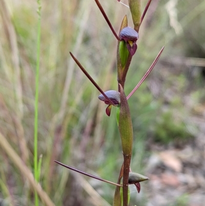 Orthoceras strictum (Horned Orchid) at Bell, NSW - 11 Jan 2022 by Rebeccajgee