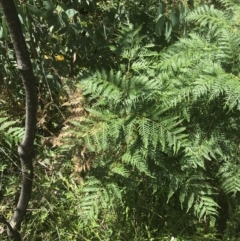 Pteridium esculentum (Bracken) at Namadgi National Park - 10 Jan 2022 by Tapirlord