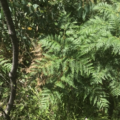 Pteridium esculentum (Bracken) at Tennent, ACT - 10 Jan 2022 by Tapirlord