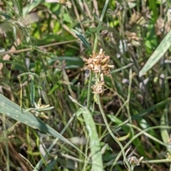 Euchiton japonicus (Creeping Cudweed) at Throsby, ACT - 16 Jan 2022 by abread111