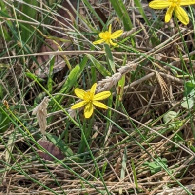 Tricoryne elatior (Yellow Rush Lily) at Throsby, ACT - 16 Jan 2022 by abread111