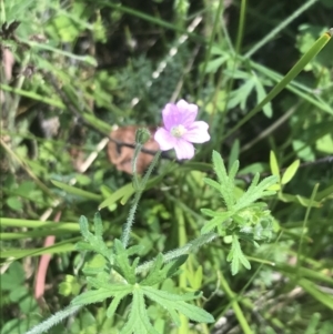 Geranium solanderi var. solanderi at Tennent, ACT - 10 Jan 2022 12:54 PM