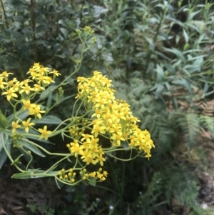 Senecio linearifolius var. latifolius at Tennent, ACT - 10 Jan 2022