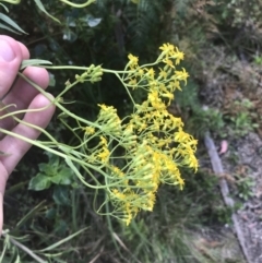 Senecio linearifolius var. latifolius at Tennent, ACT - 10 Jan 2022 01:03 PM