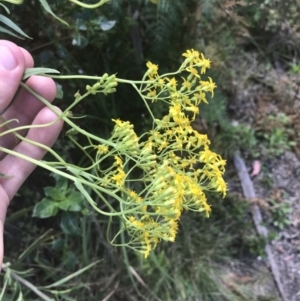 Senecio linearifolius var. latifolius at Tennent, ACT - 10 Jan 2022