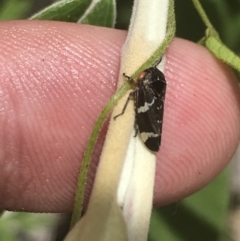 Eurymeloides punctata (Gumtree hopper) at Tennent, ACT - 10 Jan 2022 by Tapirlord