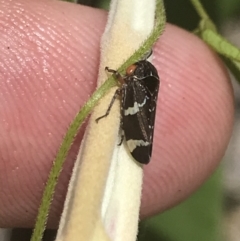 Eurymeloides punctata at Tennent, ACT - 10 Jan 2022