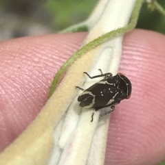 Eurymeloides punctata at Tennent, ACT - 10 Jan 2022