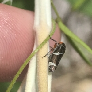 Eurymeloides punctata at Tennent, ACT - 10 Jan 2022