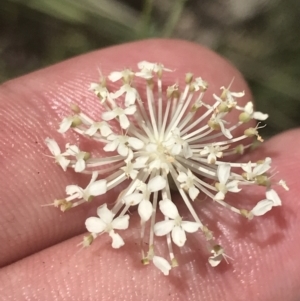 Trachymene composita var. composita at Tennent, ACT - 10 Jan 2022