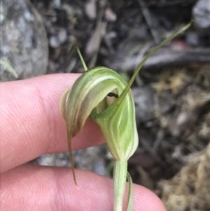 Diplodium decurvum at Tennent, ACT - suppressed