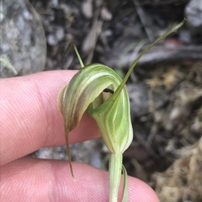 Diplodium decurvum (Summer greenhood) at Tennent, ACT - 10 Jan 2022 by Tapirlord