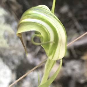 Diplodium decurvum at Tennent, ACT - suppressed