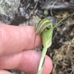 Diplodium decurvum at Tennent, ACT - suppressed