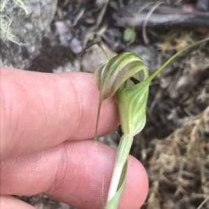 Diplodium decurvum at Tennent, ACT - suppressed